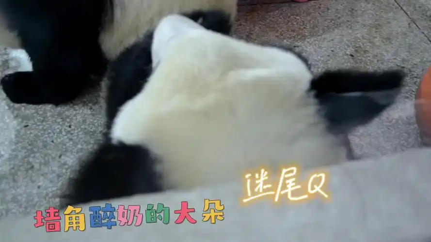 【大熊猫秦大朵】近距离观察大朵的大朵朵04