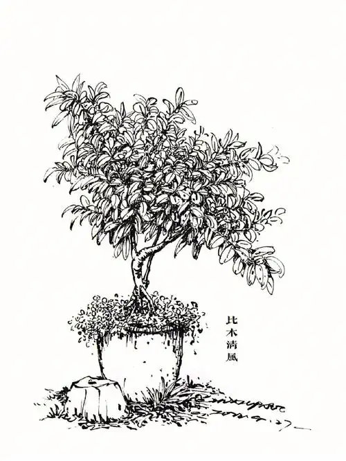 手绘  #钢笔速写  #线稿  #速写  #手绘植物