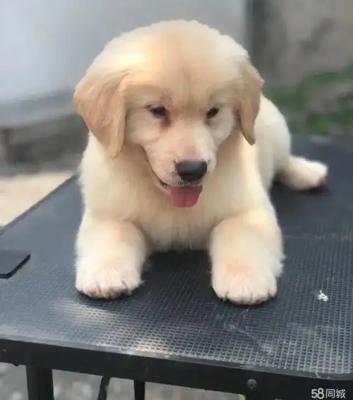 金毛幼犬,沙滩金枫叶红,大暖男金毛,疫苗证件齐全,价格美丽