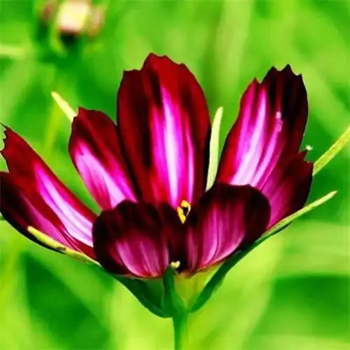 最美格桑花头像图片大全 适合做微信头像的格桑花图片_植物头像_头像