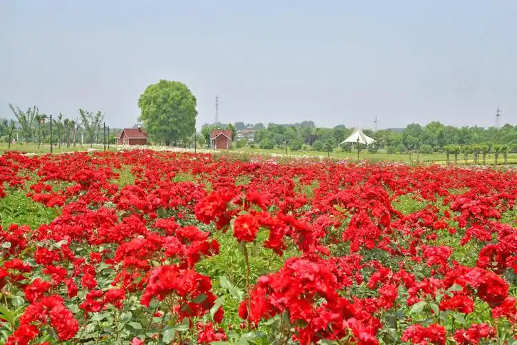 七彩花海花开正艳
