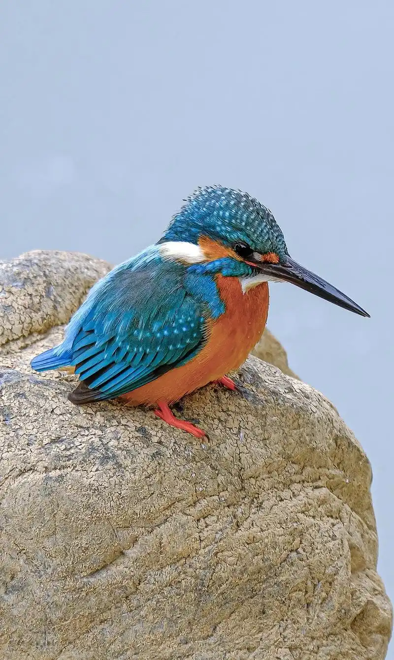 这是我目前为止拍的最好的翠鸟照