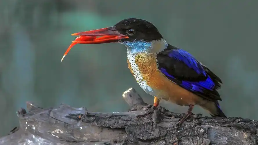 好看的蓝翡翠鸟图片