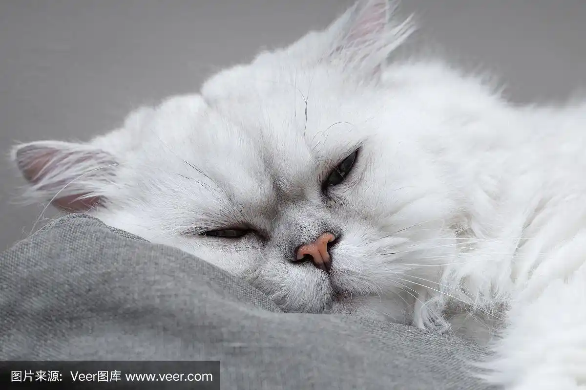 特写前视图银栗波斯猫睡在灰色的沙发上.有选择性的重点