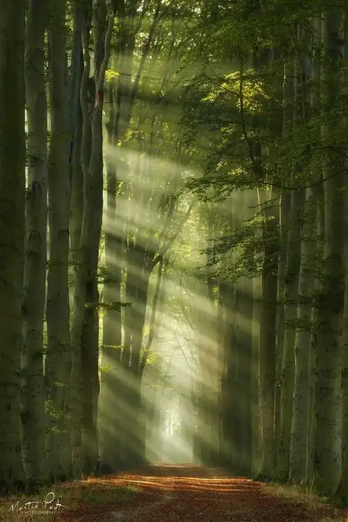 专访 | 荷兰摄影师拍下奇幻森林,看一次治愈一次