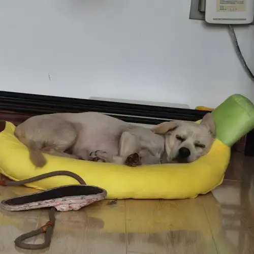 打掉这个好像有点不实际毕竟都是自己的但是老公婆婆跟自己又没有血