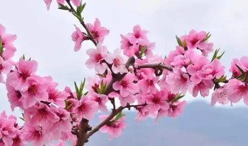 怎么样可以招来桃花运