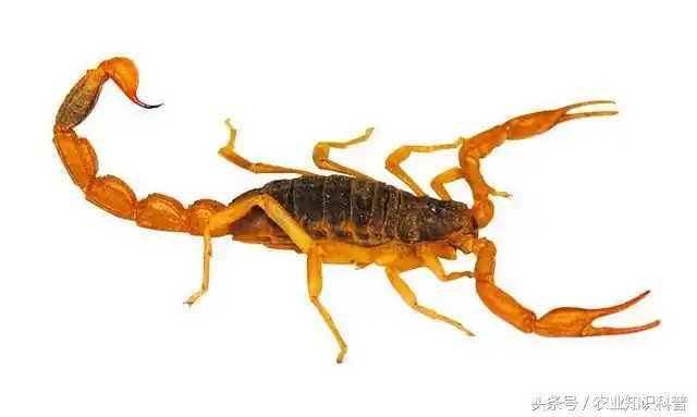 蒙山的蝎子为啥叫全蝎不是没残次而是多长两条腿