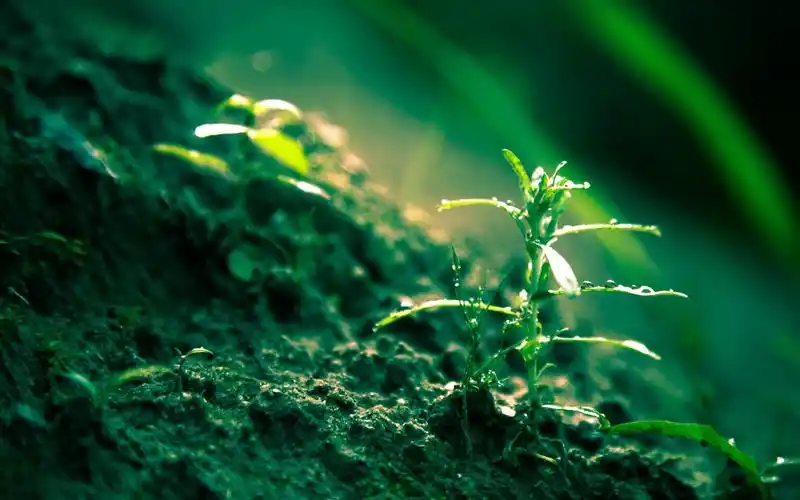 绿色护眼小草微距摄影图片桌面壁纸 - tt98图片网