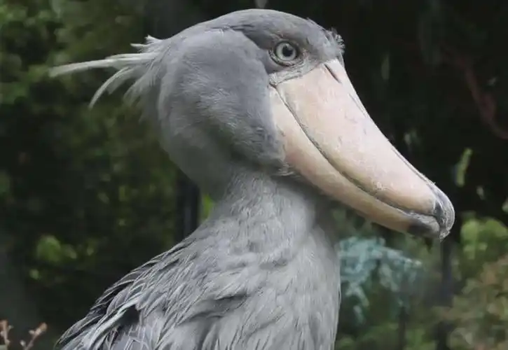 世界上最帅的动物(地球上颜值最高的10大动物)-临渡百科