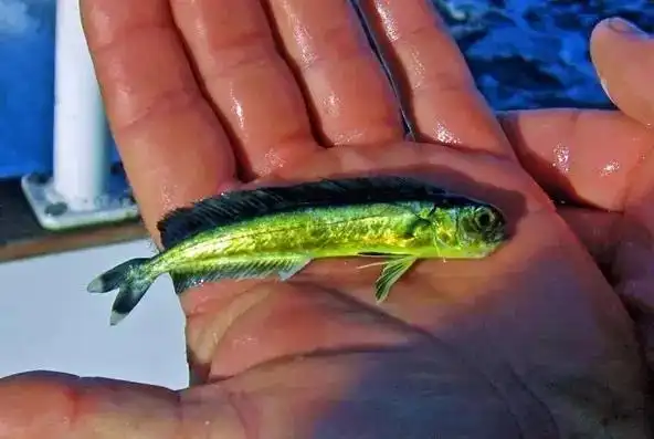 海洋中最美的鱼类之一——绚丽清奇的鲯鳅