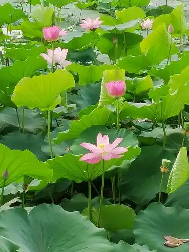 进入夏季的大明湖,荷花盛开,风景迷人!