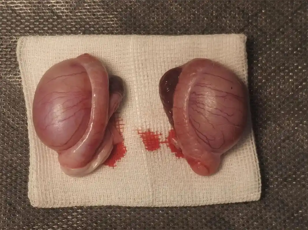 公狗去势-拆蛋术.种类:犬年龄:1岁性别:公体重:6k - 抖音