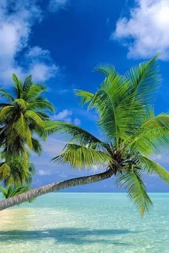 壁纸 椰子树的海滩 1600x1200 hd 高清壁纸, 图片, 照片