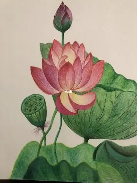 关于荷花的画关于荷花的画三年级简单