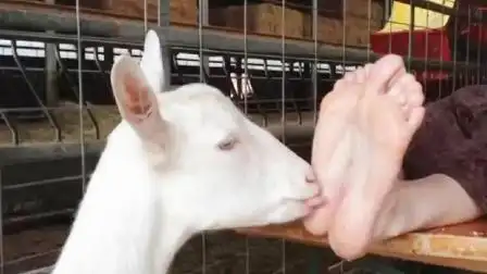 历史上最奇葩的4种惩罚方式,山羊舔脚,不打不骂让人活活笑死