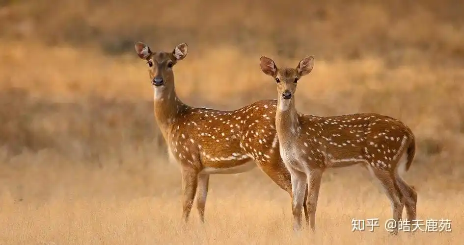教你一眼分清梅花鹿与马鹿的区别