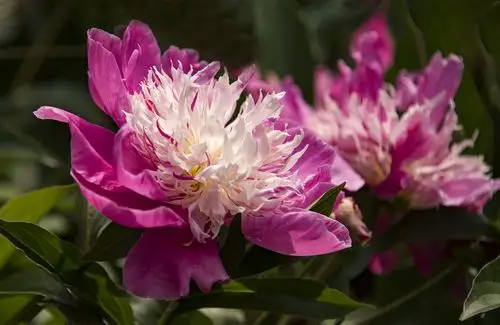 单瓣芍药花【首发】