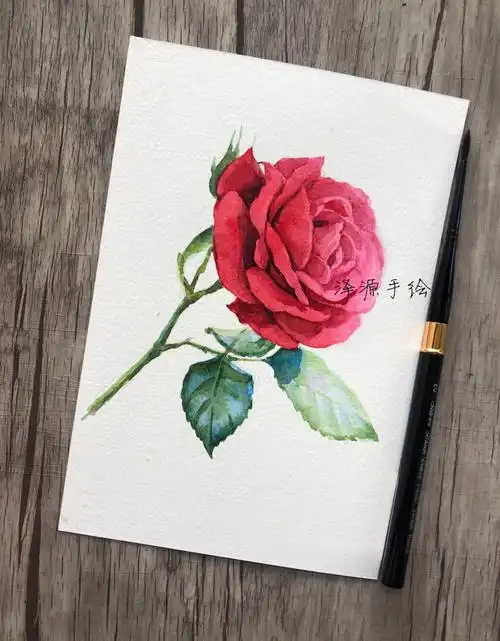 每日一画16k水彩月季花