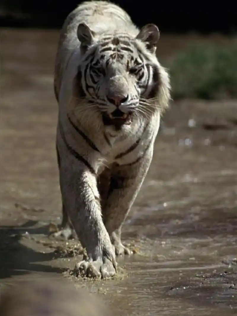 孟加拉虎 | 很帅气!