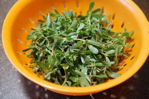 瓜子菜的营养价值