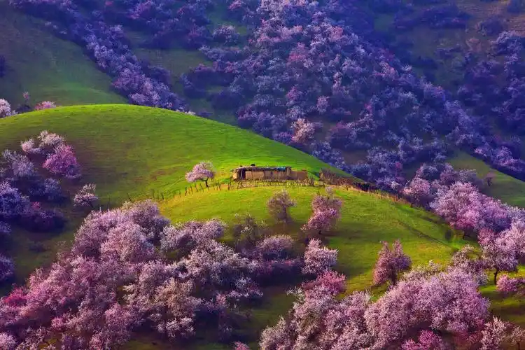 早春新疆有杏相遇