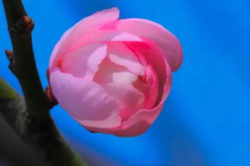 又到梅花盛开时