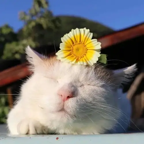 日本网红 猫叔过世了 差6天就18岁生日了_头像