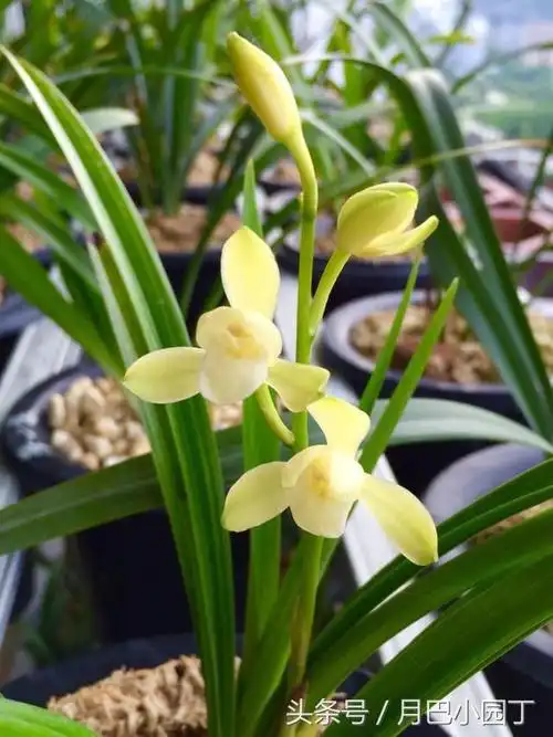 兰花喷叶面肥有5忌不能碰避开它们兰花芽多又壮花多又香