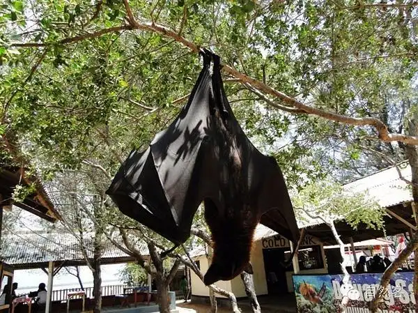 已吓尿翼展近两米的巨型蝙蝠