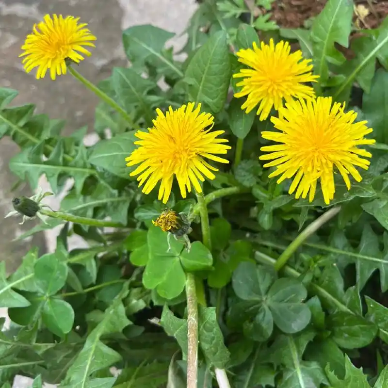 每天认识一种植物——蒲公英 蒲公英是菊科,蒲公英属多年生草本植物