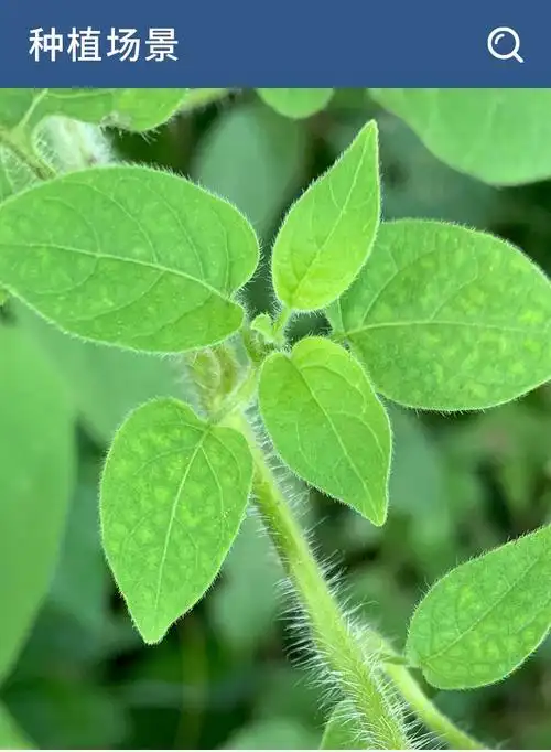 优选伟博官方旗舰白毛藤中药材白英排风藤蜀羊泉毛葫芦草种籽道地种孑