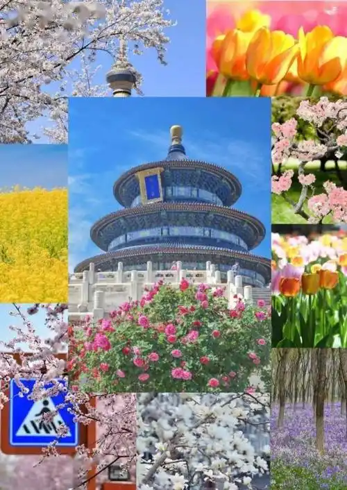 即将盛开北京的春天去哪里赏花收藏这份攻略