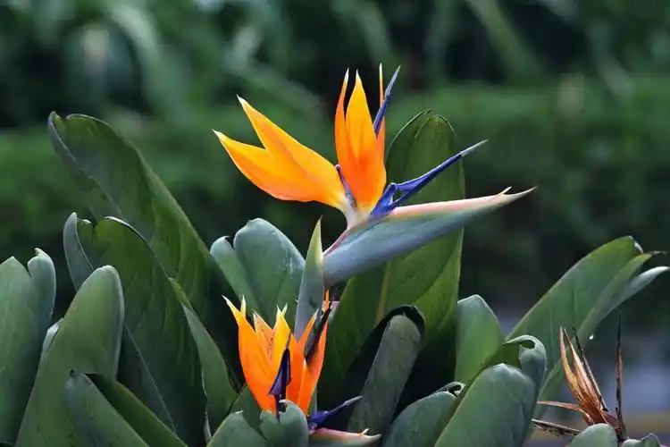 有热带风情的天堂鸟盆栽,养家里几年不开花,茎叶低垂,啥情况?