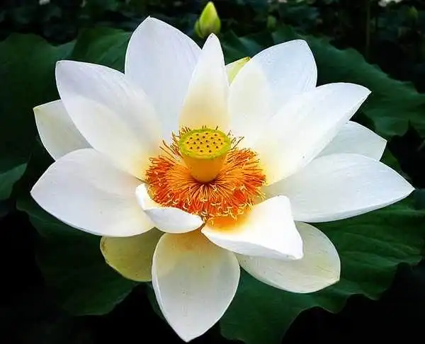 莲花是自己修的---净空法师(声声佛号*莲花放光)