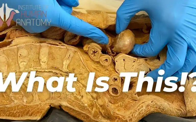 胆小慎入~实验室解剖尸体时发生的灵异一幕!_哔哩哔哩_bilibili