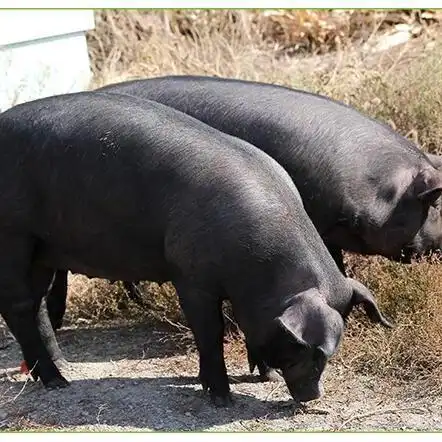 供应 黑毛猪育肥猪 口感劲道无异醒味厂家批发