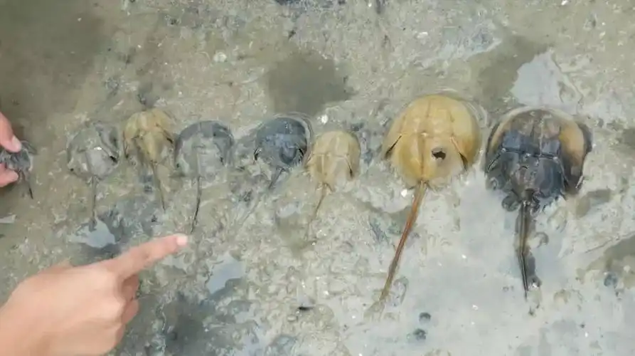 大小不一的幼鲎及鲎壳/师旭摄