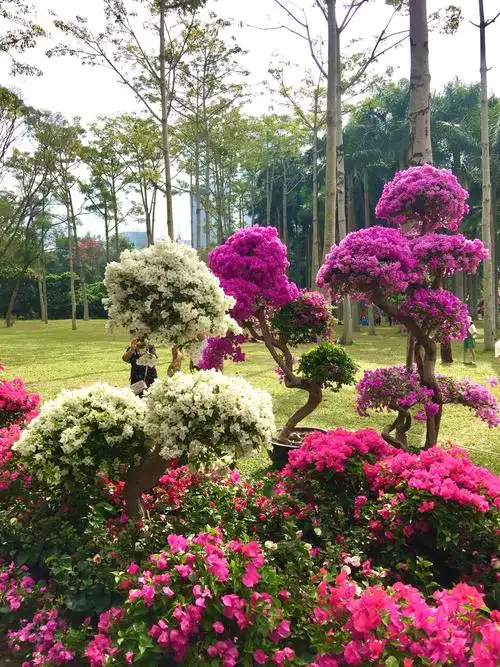王敦娜的美篇:万物并育,花语千园.(深圳市莲花山公园簕杜鹃花展之一)