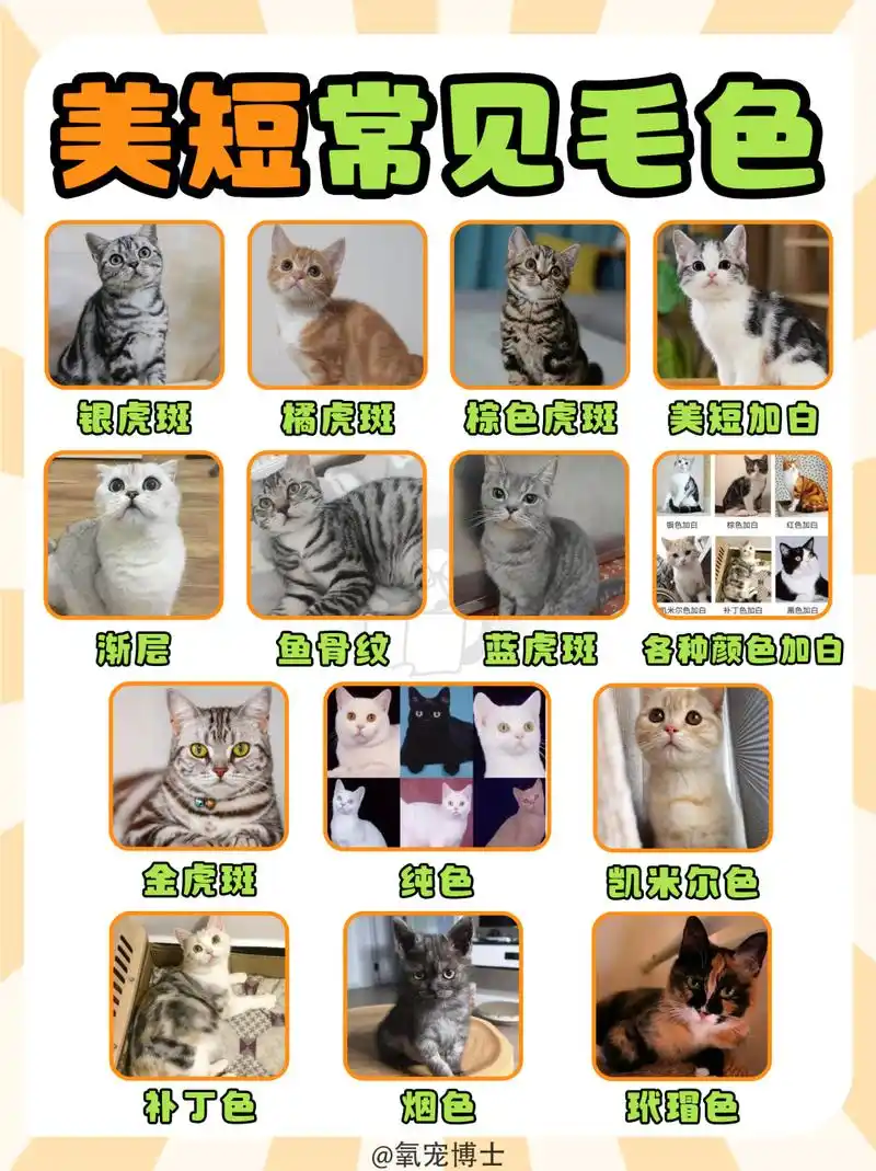 美国短毛猫的毛色种类,你想要的我都有!  图源:氧宠博士 #美短