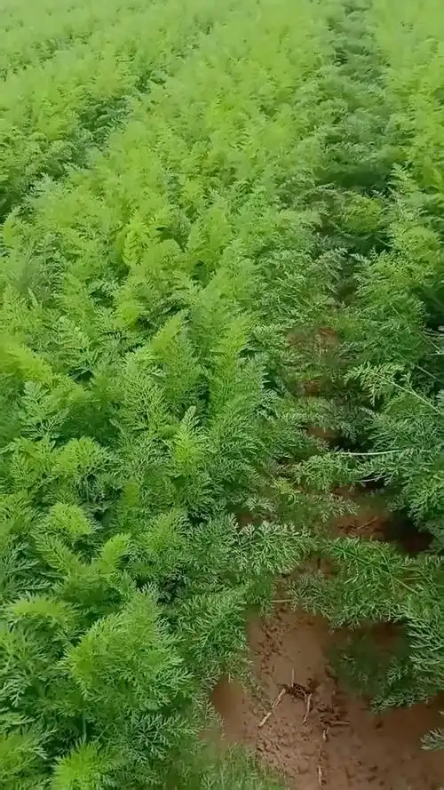 胡萝卜难道不是长在树上的吗?