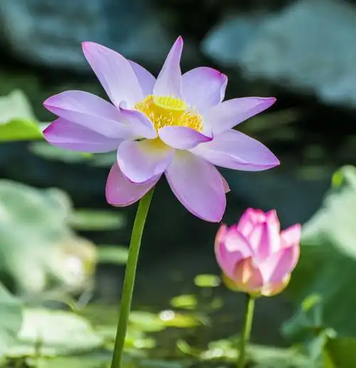 花卉摄影习作——莲花 - 美篇