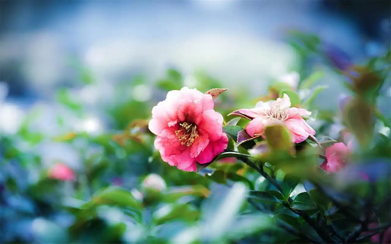 唯美意境自然风景桌面壁纸图片大全第三辑