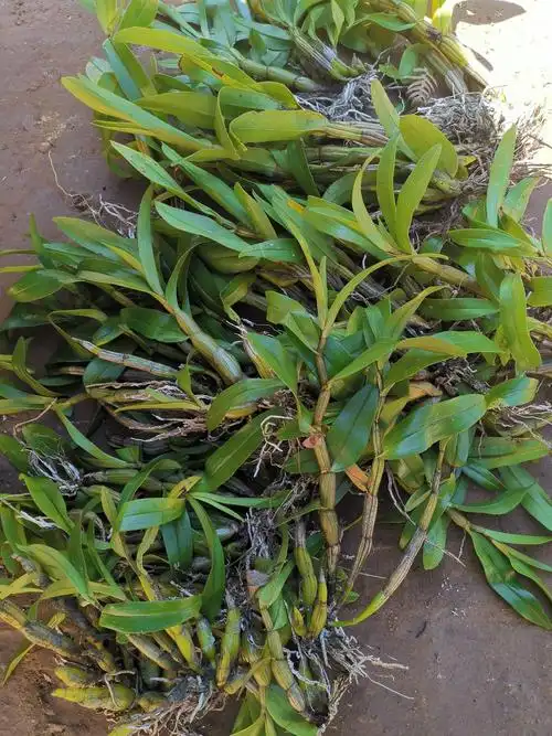 富强生态农业生态正宗霍山石斛风斗品质好品感佳