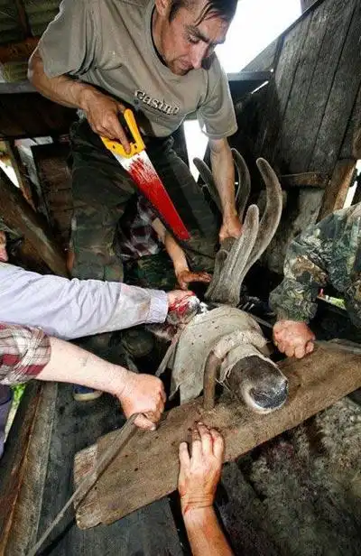 鹿角,别名斑龙角(《本草纲目》),为鹿科动物梅花鹿或马鹿已骨化的老角