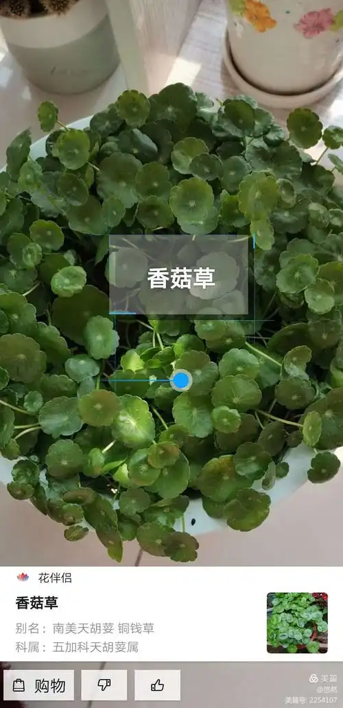 一直只知道她叫铜钱草,原来也叫香菇草