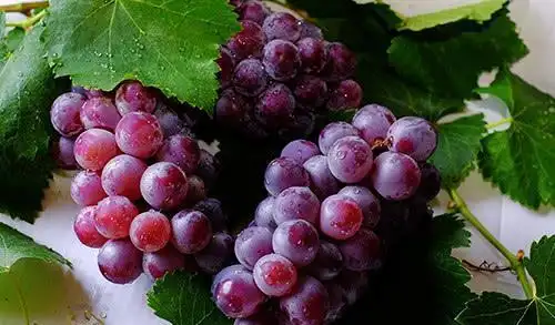 有高血脂的人,夏天如何选择水果?