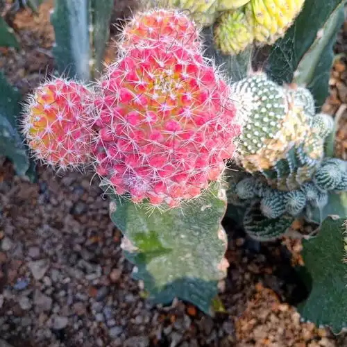 红娜丸仙人球红色自根仙人掌类植物多肉花卉小盆栽t5 红娜丸带柱 高26