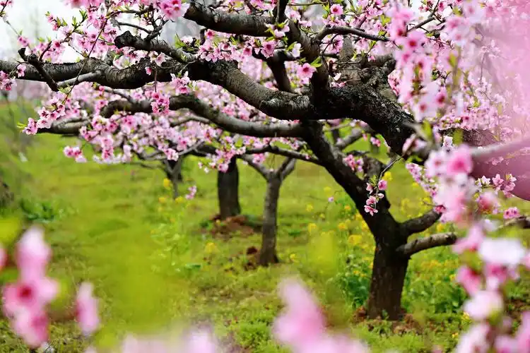 十里桃林 万亩桃花!鄠邑·柳泉·东岭美爆了