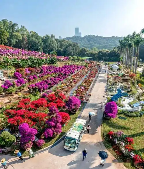 2021深圳簕杜鹃花展见圳城长摄影和短视频大赛采风活动正在进行中